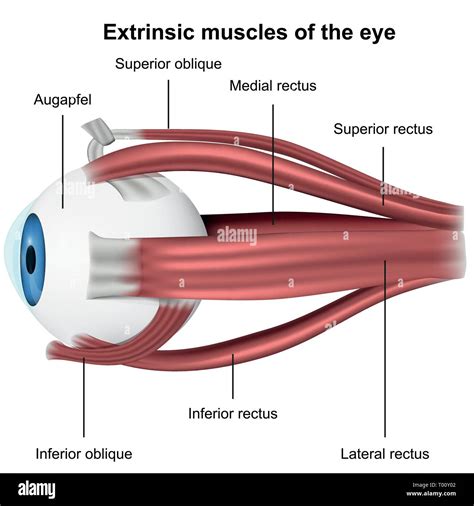 musculos del ojo - epicentro del temblor de hoy